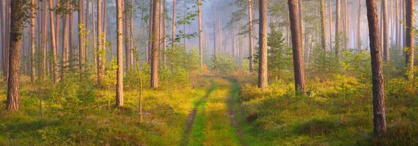 Caminho Uma Majestosa Floresta Pinheiros Perene Uma Névoa Matinal Sílhuetas — Fotografia de Stock