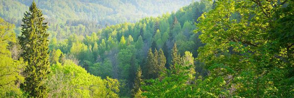 Bright green spring forest near the river in Gauja national park. Panoramic aerial view. Sigulda, Latvia. Seasons, ecology, environmental conservation, ecotourism, pure nature