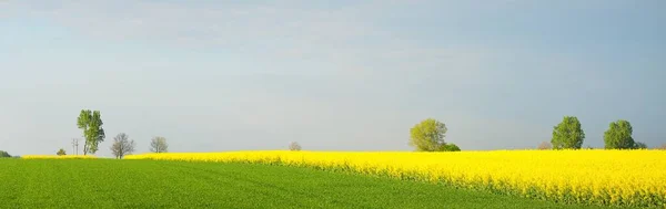 Champ Colza Jaune Fleurs Arbres Puissants Solitaires Sous Ciel Dramatique — Photo