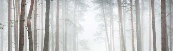 Parcours Travers Majestueuse Forêt Feuilles Persistantes Mystérieux Brouillard Sapin Épicéa — Photo