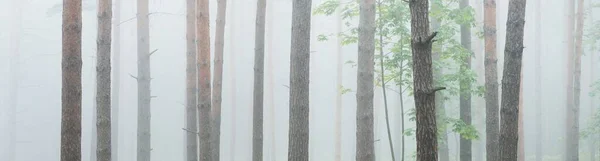 Átjáró Fenséges Örökzöld Erdőn Rejtélyes Köd Fenyő Lucfenyő Fenyőfák Idilli — Stock Fotó