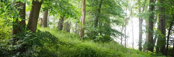 Poderosos Árboles Verdes Una Niebla Blanca Mañana Cerca Colinas Bosque — Foto de Stock