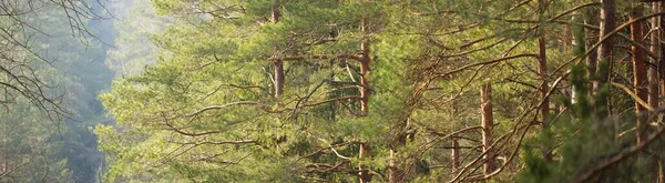 Jalan Melalui Megah Utara Evergreen Hutan Pinus Mighty Pohon Cemara — Stok Foto