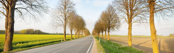 Empty Highway Agricultural Countryside Fields Sunset Alley Tall Deciduous Trees — Stock Photo, Image