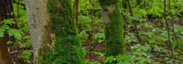 Mystérieuse Forêt Caduque Jour Été Couvert Puissants Troncs Arbres Moussus — Photo