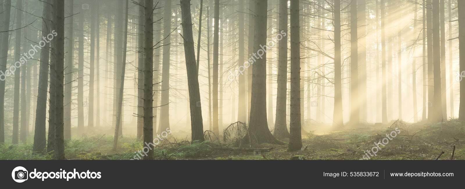 晨雾中雄伟的常绿森林的全景巨大的松树轮廓大气梦幻般的夏季风景太阳光神秘的光童话故事——图库图片© alex.stemmer #535833672, image size:1600x650