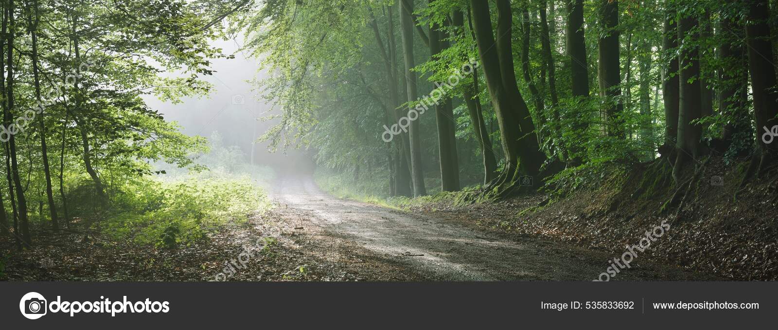 Fundo De Floresta De Fantasia, Sonhe, Floresta, Névoa Imagem de