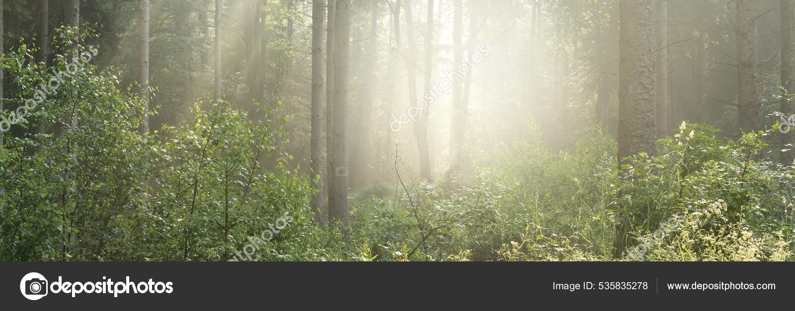 晨雾中雄伟的绿落叶和松树林的全景树的轮廓纯净的阳光大气梦幻般的夏季风景童话故事——图库图片© alex.stemmer #535835278, image size:1600x627