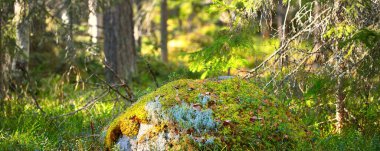 Yosun ve yosunlu taşlar, yemyeşil ağaçlar, yakın plan. Ormanda ilkbahar. Kasmu doğa koruma alanı, Estonya