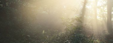 Sabah sisli, görkemli yeşil yaprak döküntüsü ve çam ormanının panoramik manzarası. Ağaç siluetleri. Güneş ışınları, saf güneş ışığı. Atmosferik rüya gibi yaz manzarası. Doğa, ekoloji, fantezi, masal