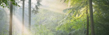 Sabah sisli, görkemli yeşil yaprak döküntüsü ve çam ormanının panoramik manzarası. Ağaç siluetleri. Güneş ışınları, saf güneş ışığı. Atmosferik rüya gibi yaz manzarası. Doğa, ekoloji, fantezi, masal