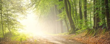 Görkemli bir ormandaki yol. Doğal tünel. Güçlü ağaç siluetleri. Sis, güneş ışığı, yumuşak güneş ışığı. Atmosferik rüya gibi yaz manzarası. Saf doğa, ekoloji, fantezi, masal