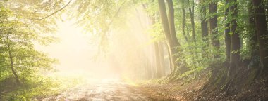 Görkemli bir ormandaki yol. Doğal tünel. Güçlü ağaç siluetleri. Sis, güneş ışığı, yumuşak güneş ışığı. Atmosferik rüya gibi yaz manzarası. Saf doğa, ekoloji, fantezi, masal