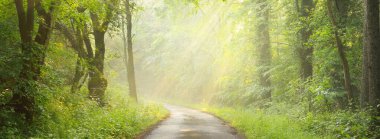 Sabah sisli, görkemli yeşil yaprak döküntüsü ve çam ormanının panoramik manzarası. Ağaç siluetleri. Güneş ışınları, saf güneş ışığı. Atmosferik rüya gibi yaz manzarası. Doğa, ekoloji, fantezi, masal