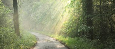Görkemli bir ormandaki yol. Doğal tünel. Güçlü ağaç siluetleri. Sis, güneş ışığı, yumuşak güneş ışığı. Atmosferik rüya gibi yaz manzarası. Saf doğa, ekoloji, fantezi, masal