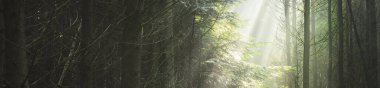 Sabah sisli, görkemli yeşil yaprak döküntüsü ve çam ormanının panoramik manzarası. Ağaç siluetleri. Güneş ışınları, saf güneş ışığı. Atmosferik rüya gibi yaz manzarası. Doğa, ekoloji, fantezi, masal