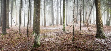 Evergreen çam ve yosunlu huş ağaçları beyaz bir siste. Ormandaki ilk kar, altın yapraklar, Finlandiya. Ağaç kütükleri yakın plan. Atmosferik manzara. Mevsimler, iklim değişikliği, çevre koruma