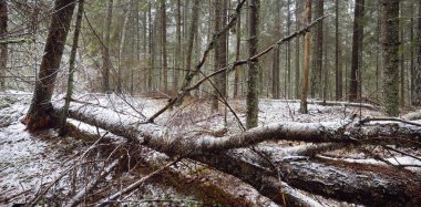 Evergreen çam ve yosunlu huş ağaçları beyaz bir siste. Ormandaki ilk kar, altın yapraklar, Finlandiya. Ağaç kütükleri yakın plan. Atmosferik manzara. Mevsimler, iklim değişikliği, çevre koruma