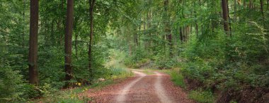 Karanlık kayın ormanlarının tepelerinde (kırsal yol). Güçlü ağaçlar. Doğal tünel. Atmosferik yaz manzarası. Rhineland, Almanya. Doğa, ekoloji, çevre koruma, eko-turizm