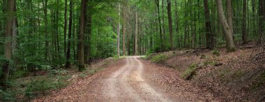 Karanlık kayın ormanlarının tepelerinde (kırsal yol). Güçlü ağaçlar. Doğal tünel. Atmosferik yaz manzarası. Rhineland, Almanya. Doğa, ekoloji, çevre koruma, eko-turizm