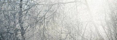 Orman çayırları ve kristal berraklığında kırağı olan ağaçlar. Idyllic manzara. Gizemli mavi ışık. Kış Harikalar Diyarı. Doğa, iklim değişikliği, ekoloji, çevre koruma