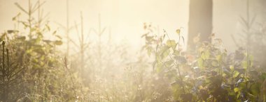 Güneşin doğuşunda esrarengiz yeşil orman. Altın güneş ışığı, güneş ışığı, sis, sis. Çam ve çam ağaçları, bitkiler. Ağaç gövdelerinden akan ışık. Resimli bir manzara var. Idyllic manzara. Saf doğa.