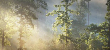 Güneşin doğuşunda esrarengiz yeşil orman. Altın güneş ışığı, güneş ışığı, sis, sis. Çam ve çam ağaçları, bitkiler. Ağaç gövdelerinden akan ışık. Resimli bir manzara var. Idyllic manzara. Saf doğa.