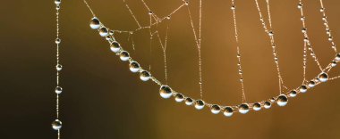 Örümcek ağı, bitkiler ve çiy damlaları yakından düşer. Doğal desen. Altın arka plan. Yumuşak güneş ışığı. Makrofotoğrafçılık, grafik kaynaklar, böcekler, çevresel koruma. Panoramik görünüm, boşluğu kopyala