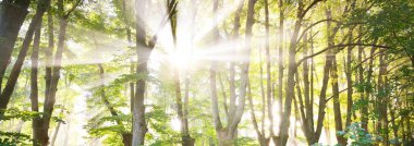 Uzun yeşil ıhlamur ağaçlarından akan güneş ışınları. Şehir parkında bir sokak. Peri ormanı sahnesi. Sanat, umut, cennet, vahşi doğa, yalnızlık, saf doğa kavramları.