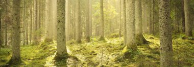 Güneşin doğuşunda görkemli yeşil orman. Güçlü çam ağaçları, yosunlar, yeşil bitkiler. Sabah sisi, saf güneş ışığı, güneş ışınları. Idyllic manzara. Doğa, mevsimler, yaz. Peri masalı, fantezi kavramları