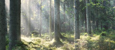 Güneş ışınları kozalaklı ağaç gövdelerinden gün doğumunda akıyor. Sabah sisinde Evergreen Ormanı. Genç köknar ve uzun çam ağaçları. Idyllic manzara. Finlandiya 'da çevre koruma