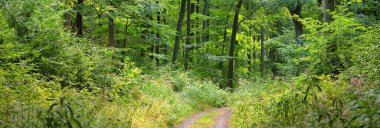 Karanlık gizemli kayın ormanı. Güçlü ağaçlar. Ağaç gövdelerinde güneş ışığı, yeşil yapraklar. Yaz manzarası. Rhineland, Almanya. Doğa, ekoloji, çevre koruma