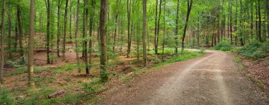 Karanlık kayın ormanlarının tepelerinde (kırsal yol). Güçlü ağaçlar. Doğal tünel. Atmosferik yaz manzarası. Rhineland, Almanya. Doğa, ekoloji, çevre koruma, eko-turizm