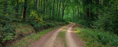 Karanlık kayın ormanlarının tepelerinde (kırsal yol). Güçlü ağaçlar. Doğal tünel. Atmosferik yaz manzarası. Rhineland, Almanya. Doğa, ekoloji, çevre koruma, eko-turizm