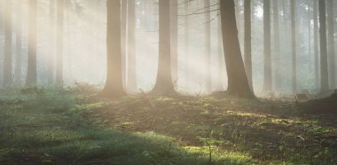 Sabahları sisli, görkemli ve yemyeşil ormanın panoramik manzarası. Güçlü çam ağacı siluetleri. Atmosferik rüya gibi yaz manzarası. Güneş ışınları, gizemli ışık. Doğa, fantezi, peri masalı