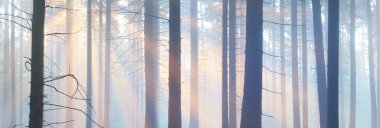 Sabahları sisli, görkemli ve yemyeşil ormanın panoramik manzarası. Güçlü çam ağacı siluetleri. Atmosferik rüya gibi yaz manzarası. Güneş ışınları, gizemli ışık. Doğa, fantezi, peri masalı