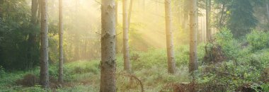 Sabahları sisli, görkemli ve yemyeşil ormanın panoramik manzarası. Güçlü çam ağacı siluetleri. Atmosferik rüya gibi yaz manzarası. Güneş ışınları, gizemli ışık. Doğa, fantezi, peri masalı