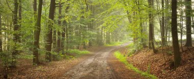 Görkemli bir ormandaki yol. Doğal tünel. Güçlü ağaç siluetleri. Sis, güneş ışığı, yumuşak güneş ışığı. Atmosferik rüya gibi yaz manzarası. Saf doğa, ekoloji, fantezi, masal