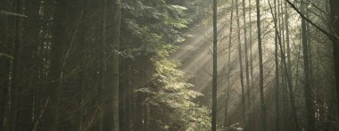 Sabah sisli, görkemli yeşil yaprak döküntüsü ve çam ormanının panoramik manzarası. Ağaç siluetleri. Güneş ışınları, saf güneş ışığı. Atmosferik rüya gibi yaz manzarası. Doğa, ekoloji, fantezi, masal
