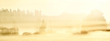 Altın kır arazisi ve yaprak döken orman güneş doğarken sabah sisi bulutları altında. Arka planda ağaç siluetleri var. Ilık güneş ışığı. Idyllic kırsal alanı