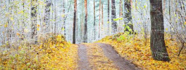 Tek şeritli S yolu, yapraklı ağaçların arasından kristal beyaz bir buzun içinde kırsal yol şeklinde. Renkli altın yapraklar ve yerde taze kar. Letonya 'da kış başları. Idyllic manzara