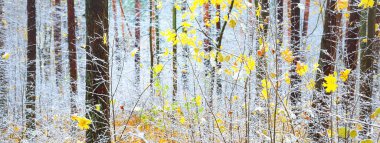 Kristal beyaz bir buzulun içindeki yaprak döken ağaçlar. Altın yapraklar ve taze kar. Letonya 'da kış başları. Idyllic manzara