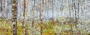 Kristal beyaz bir buzulun içindeki yaprak döken ağaçlar. Renkli altın yapraklarla dolu orman zemini ve yerde taze kar. Letonya 'da kış başları. Idyllic manzara