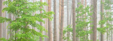 Sis içindeki görkemli yeşil orman. Güçlü çam ve ladin ağaçlarının siluetlerini yakından çek. Atmosferik rüya gibi bir manzara. Yumuşak ışık. Doğa, fantezi, peri masalı. Panoramik görünüm