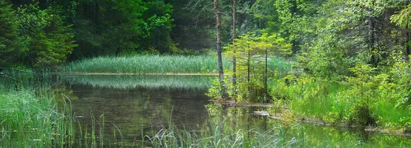 Kristallklarer Blauer Waldsee Und Frühling Spiegelungen Auf Dem Wasser Immergrüne — Stockfoto