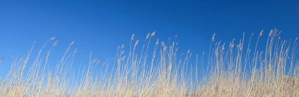 Trockenes Gras Pflanzen Ufer Der Ostsee Frühling Kasmu Naturschutzgebiet Estland — Stockfoto