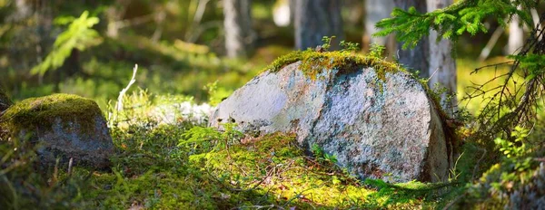 Yosun Yosunlu Taşlar Yemyeşil Ağaçlar Yakın Plan Ormanda Ilkbahar Kasmu — Stok fotoğraf