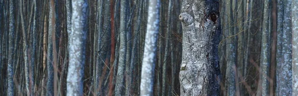 Muur Van Berkenbomen Boomstammen Van Dichtbij Vroege Lente Het Bos — Stockfoto