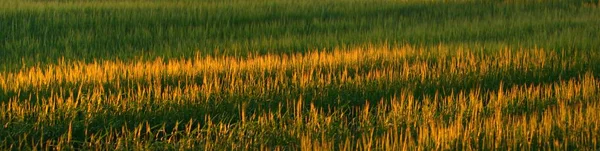 Green Agricultural Field Sunset Soft Golden Sunlight Germany Panoramic View — Stock Photo, Image