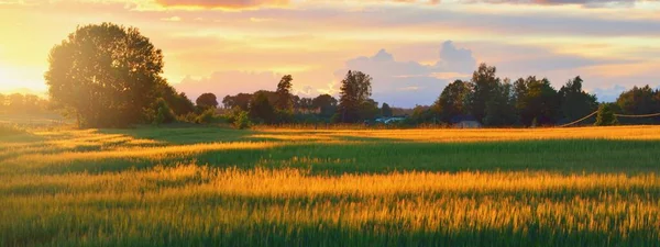 Campo Agrícola Verde Puesta Sol Suave Luz Dorada Del Sol — Foto de Stock